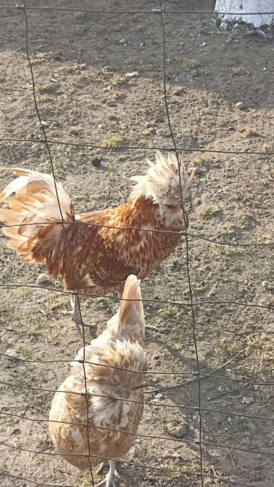 Jaja lęgowe kur ozdobnych np Brahmy ,Sumatry , Czubatki i inne