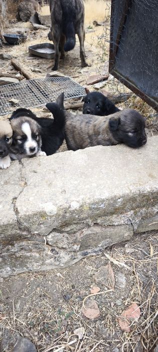 Cães para adoção