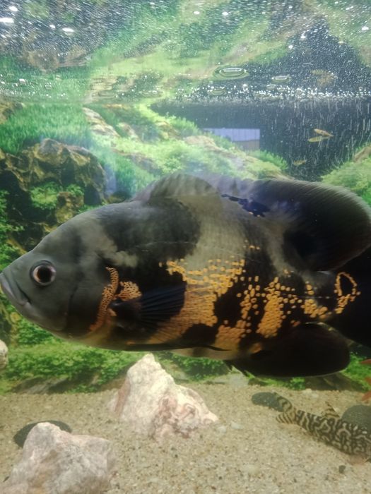 Pielęgnica pawiooka