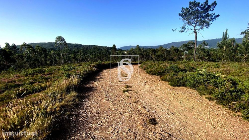 Terreno Florestal com 7.979 m² – Lamelas e Guimarei, Santo Tirso