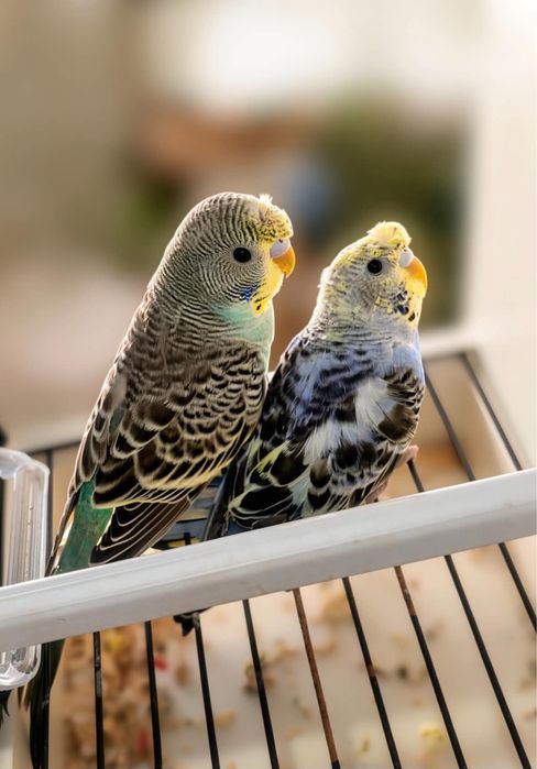 Casal de periquitos de poupa