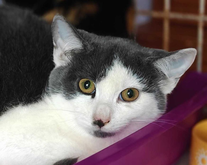 Маленький Матюша,  кошеня 3,5міс,  шукає маму-тата // кіт  кішка