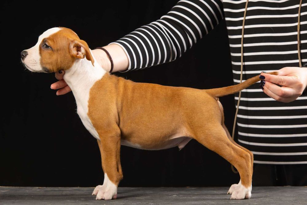 Цуценя амстаффа з гарантією