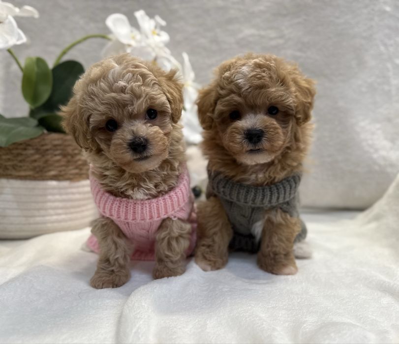 Maltipoo, maltańczyk/pudel toy red , prześliczna suczka!