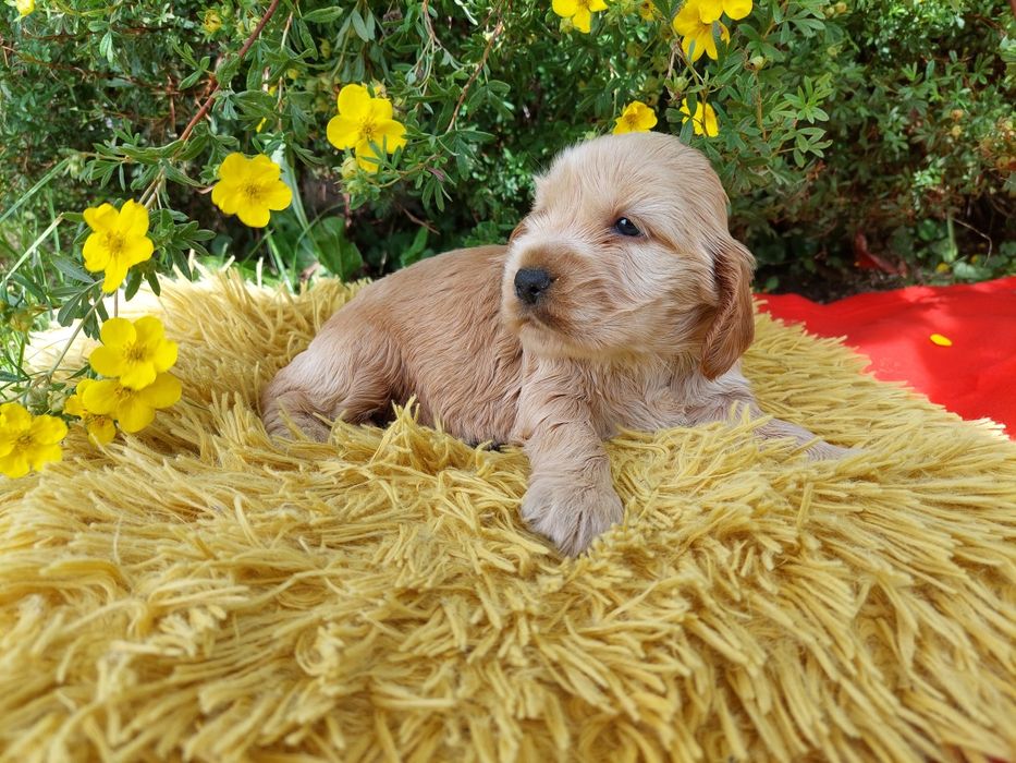 Piesek Cocker Spaniel Angielski
