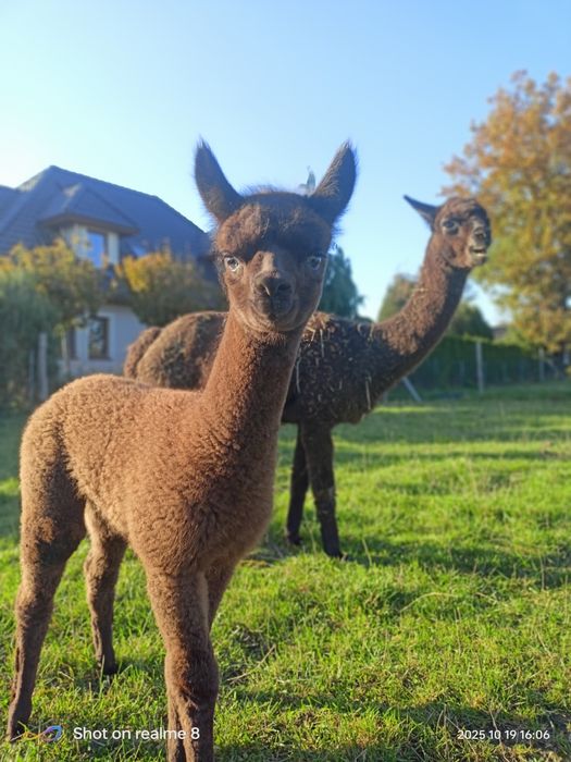 Alpaki samica Huacaya