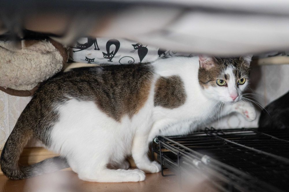 KAJTEK wyjątkowy kocurek do adopcji - piękny, ale płochliwy