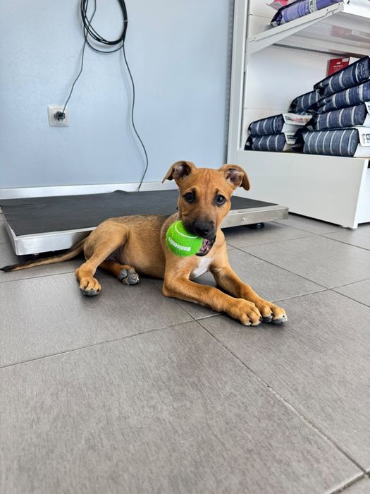 Cachorra para adopção