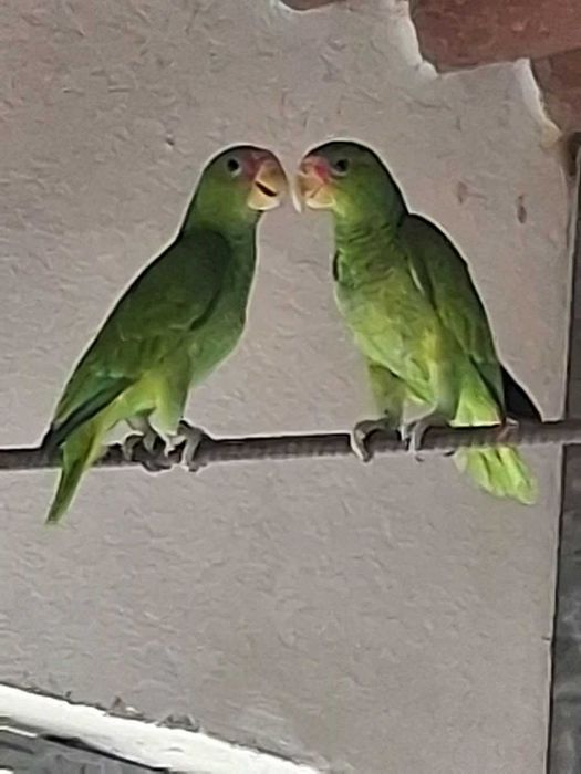 Cacatua e Papagaios