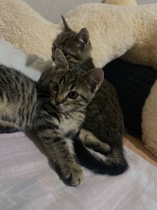 Віддам у добрі руки безкоштовно