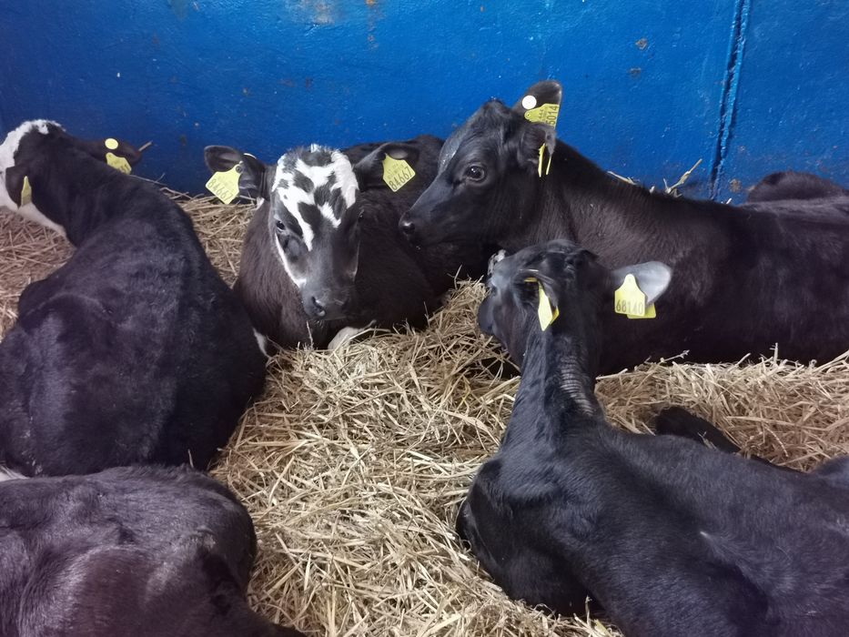 Byczki, Jalowki startery samodzielne