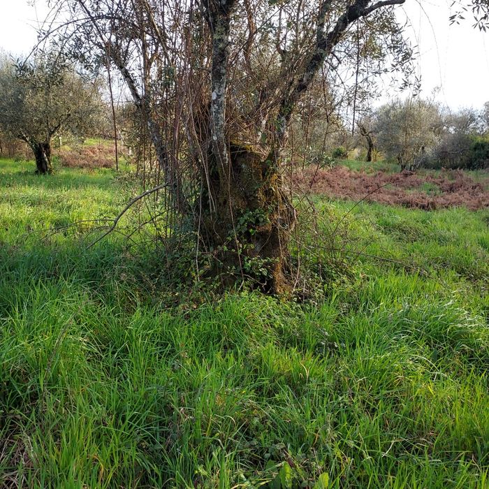 Oliveiras centenárias para jardins