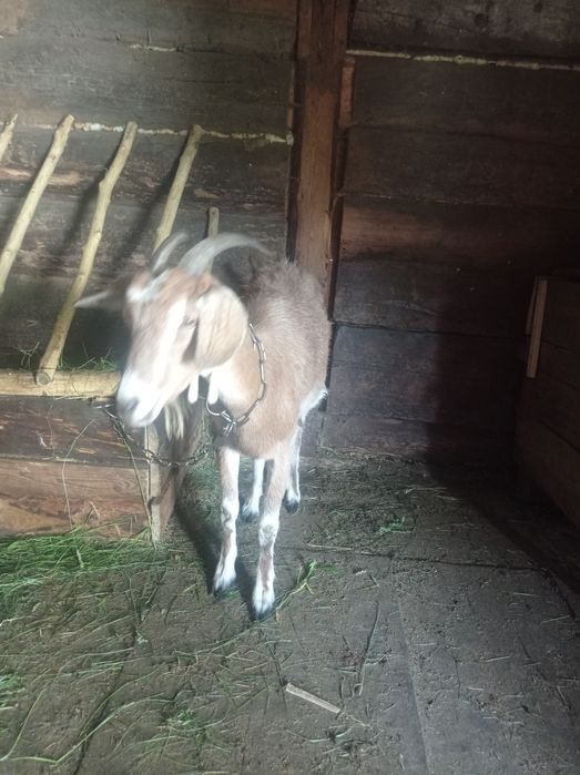 Продається коза.