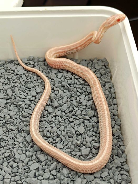 Wąż zbożowy / Snow Redfactor Tessera / Idealny dla początkujących