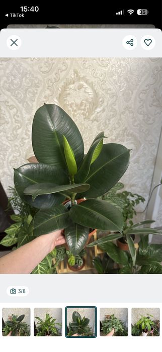 Кімнатні квіти рослини