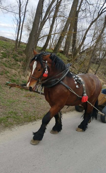 Ogier zimnokrwisty