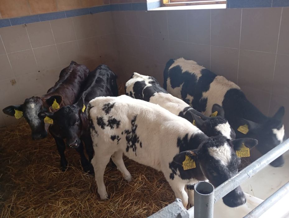 Ładne Byczki Cielaki