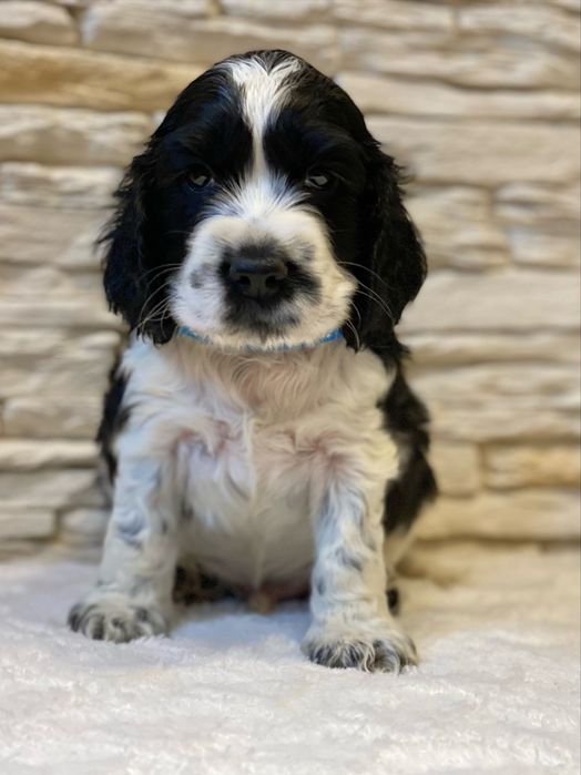 BROKAT Cocker Spaniel Angielski.REZERWACJA