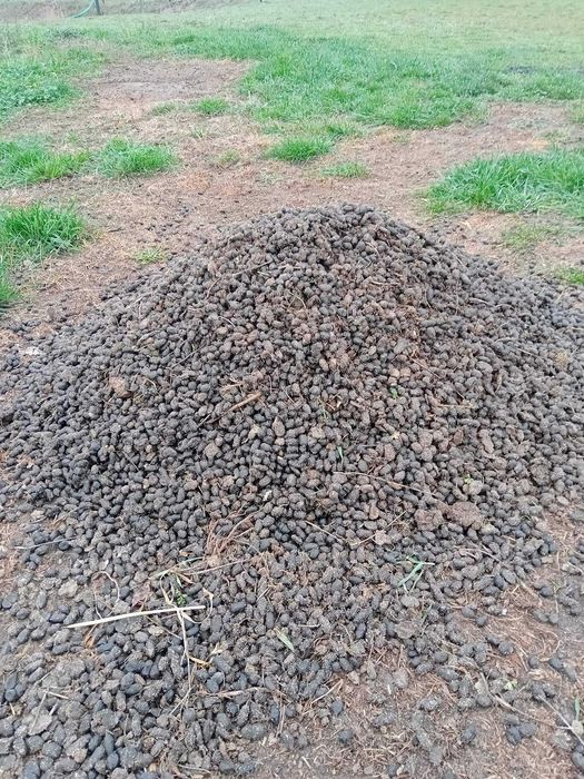 Obornik od alpak, ekologiczny nawóz.