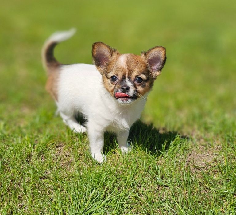 Chihuahua długowłosa dziewczynka LATTE do odbioru!!