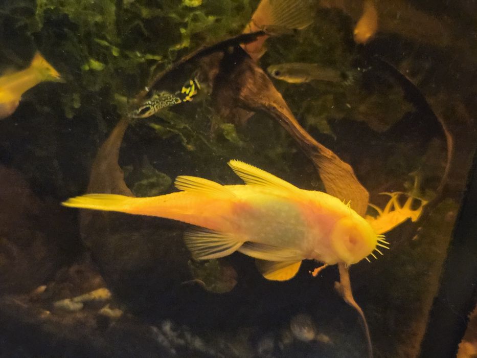 Zbrojnik " glonojad "