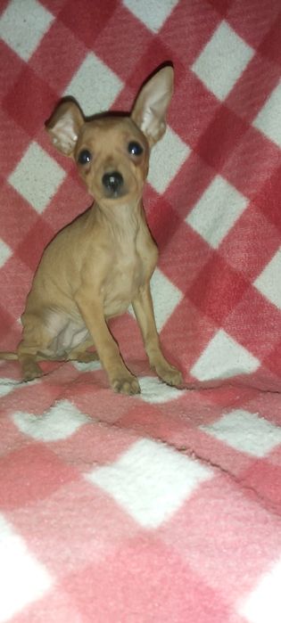 Pinscher miniatura