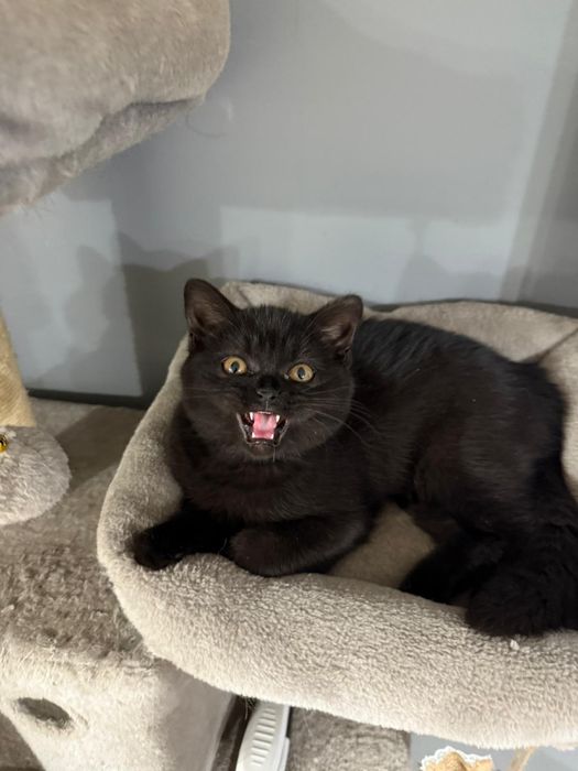 Kotka Brytyjska Krótkowłosa