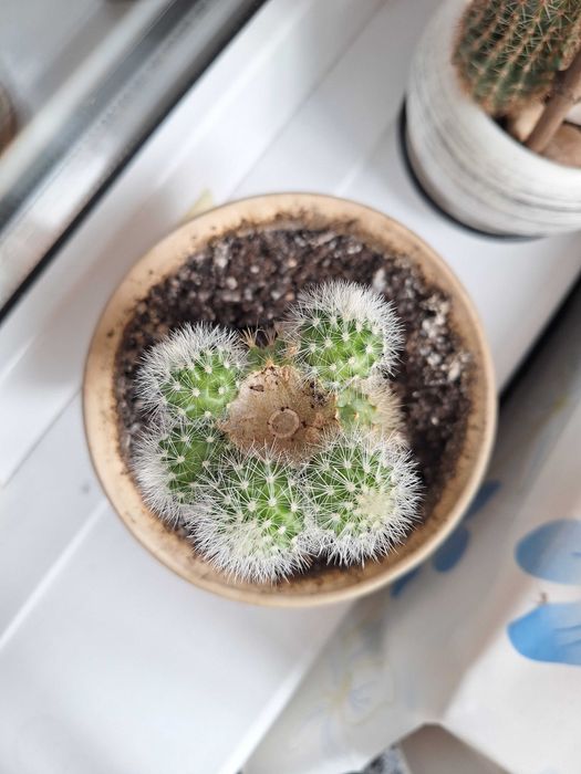 Вазони, кактус, кактуси