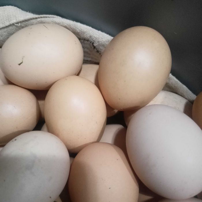 Продам домашні яйця