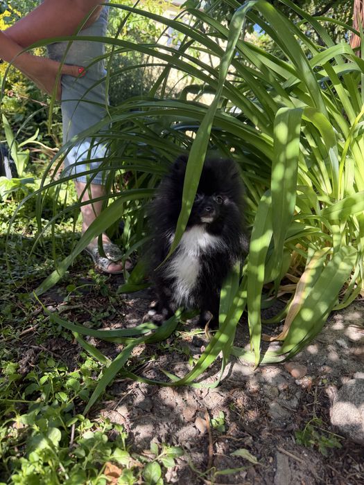 Szpic miniaturowy pomeranian piesek czarny