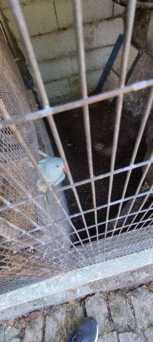 Casal ring neck 2024