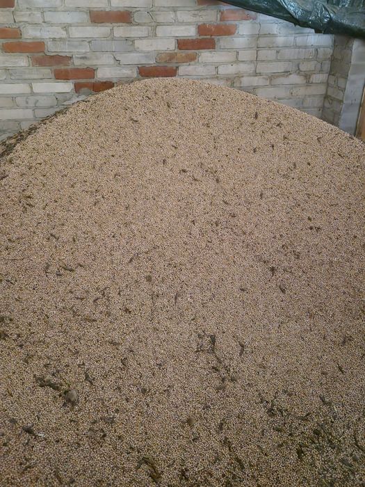 Lubin Dalbor tegoroczny