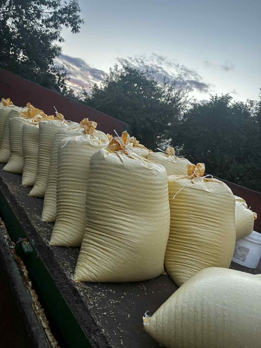 Pszenica  od rolnika z niekłonic