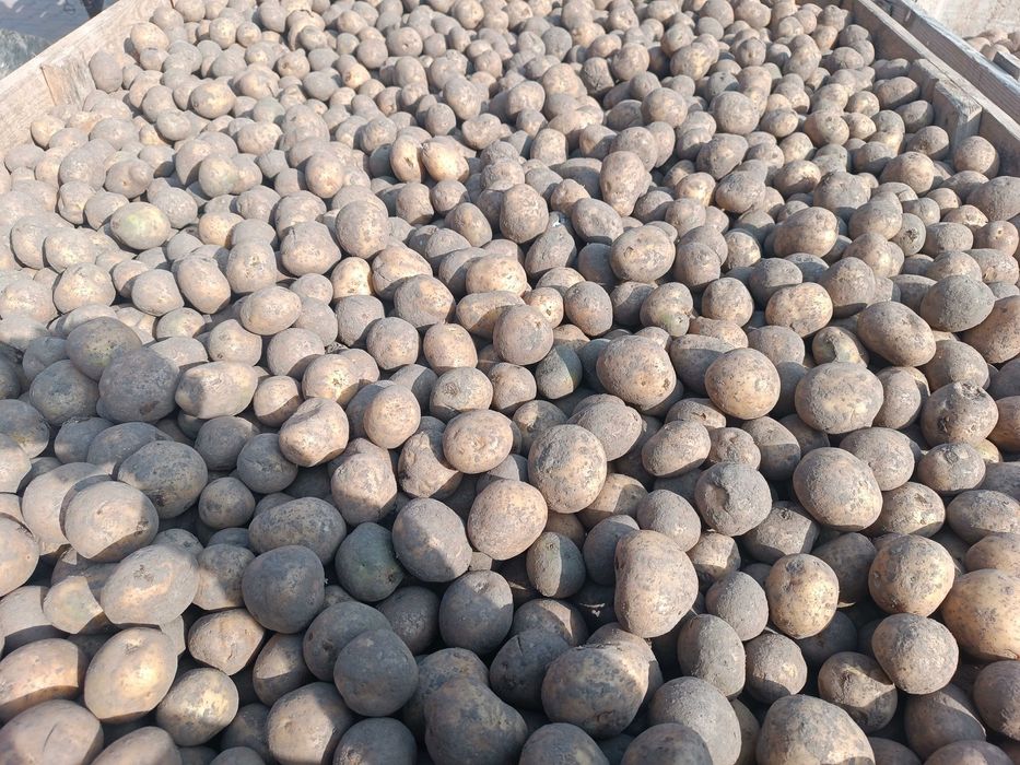 Ziemniaki wielkości sadzeniak