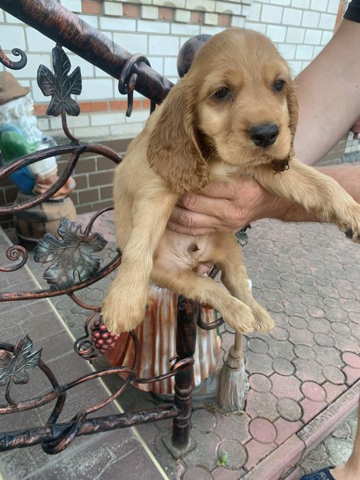 Красунчики Спаніельчики