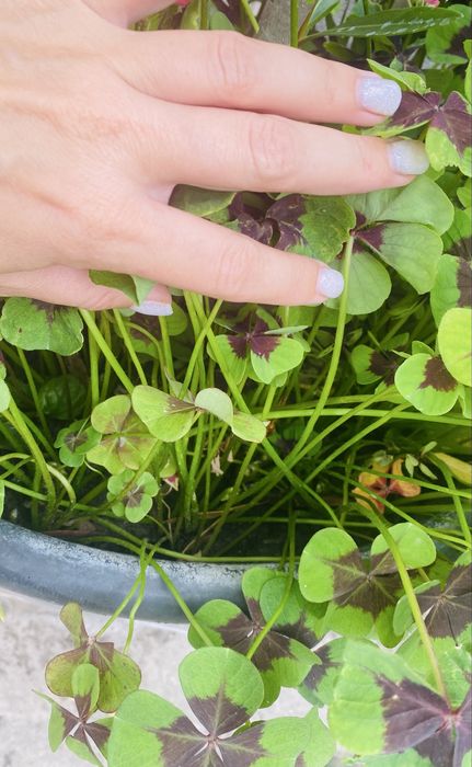 Кислиця рожеві квіти