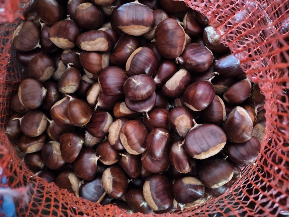 Castanhas graúdas e muito boas.