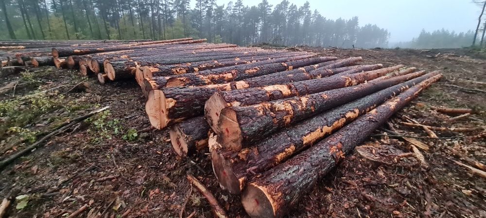 Dłużyca Tartaczka WC_01 Sosna