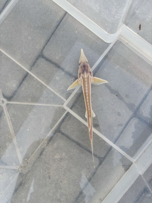 Jesiotr syberyjski albinos20cm