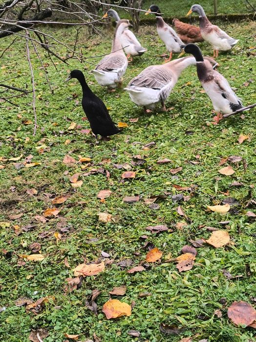 Kaczor biegus indyjski