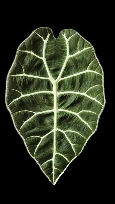 Alocasia Watsonina Pride of Corrup, «салат»