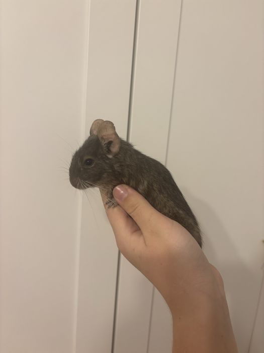 Koszatniczki w odcieniach brozowym i szarym