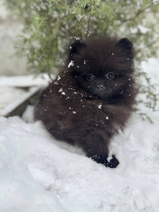 Чорний хлопчик, неймовірний щпіц