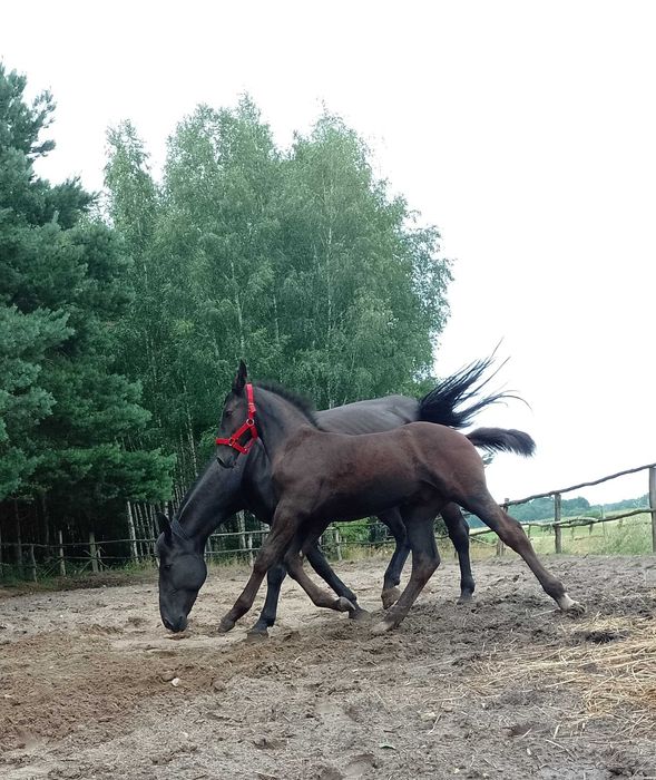 Ogier śląski Jurand możliwa zamiana
