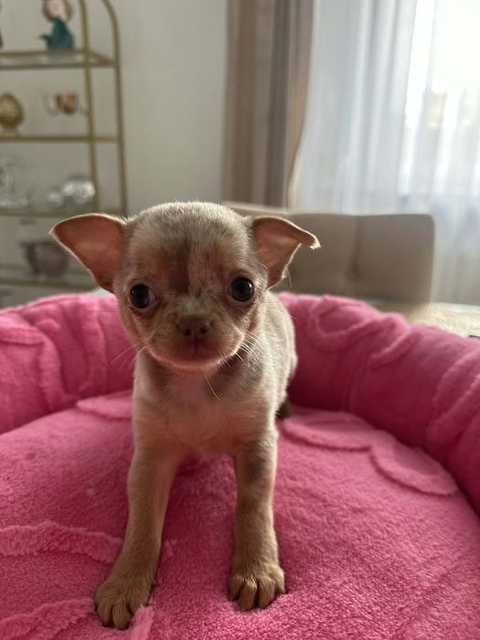 Cudowna sunia Chihuahua lilac merle