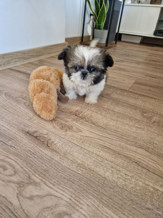 Mini suczka Shih tzu