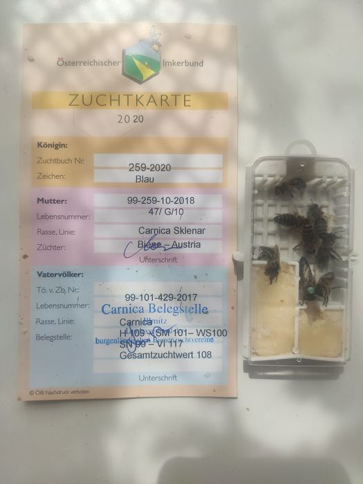 Matki pszczele Sklenar G10
