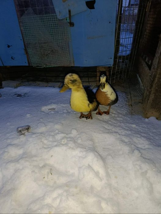 Kaczki parka Call Duck