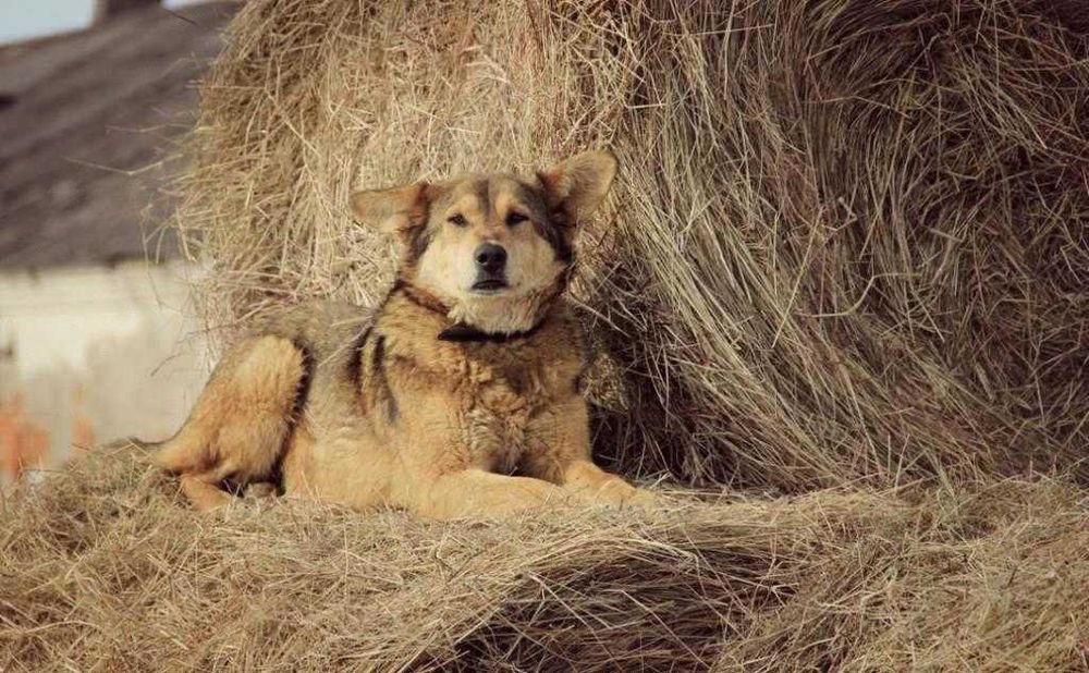 Сіно солома собакам в будку в тюках мішках