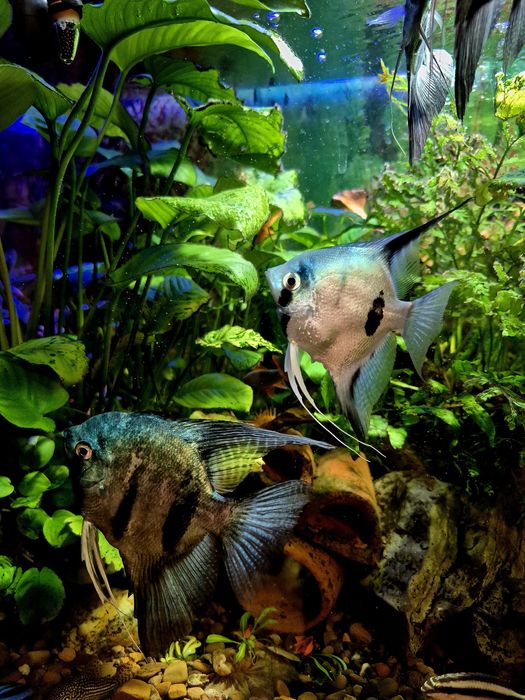 Скалярія піной, голуба